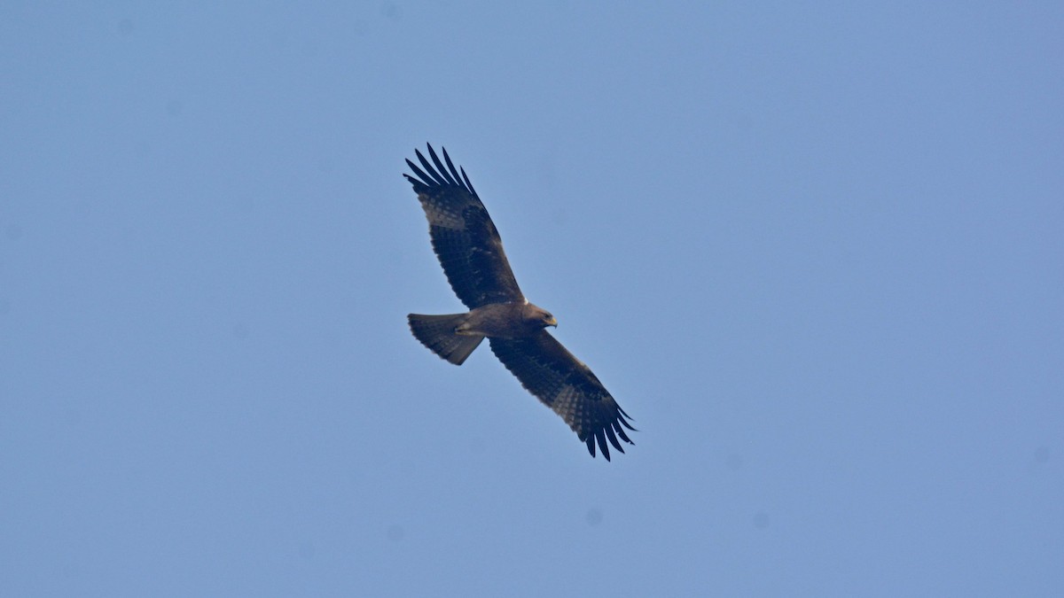Booted Eagle - ML631082806