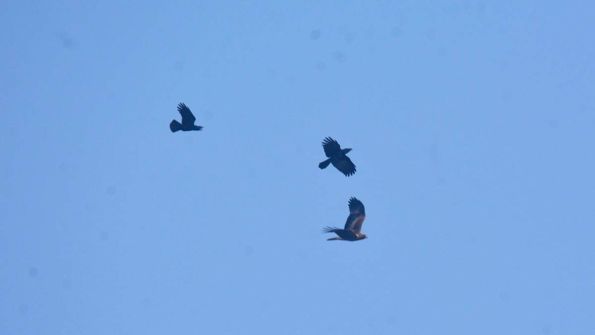 Booted Eagle - ML631082807