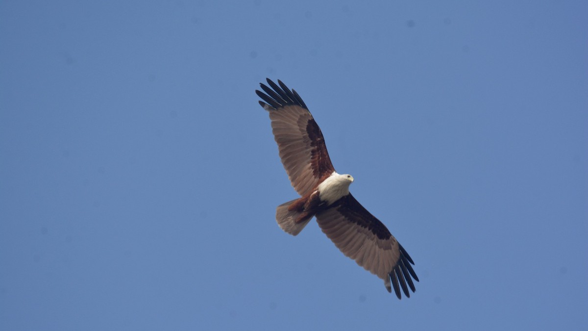 Brahminy Kite - ML631082810