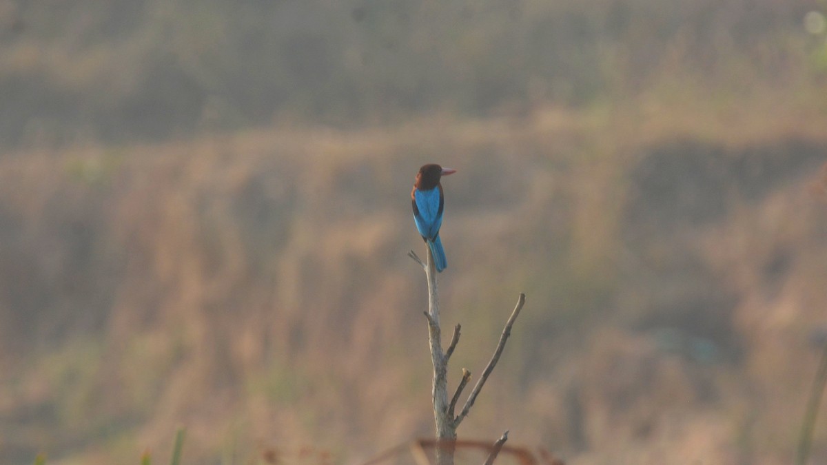 White-throated Kingfisher - ML631082814
