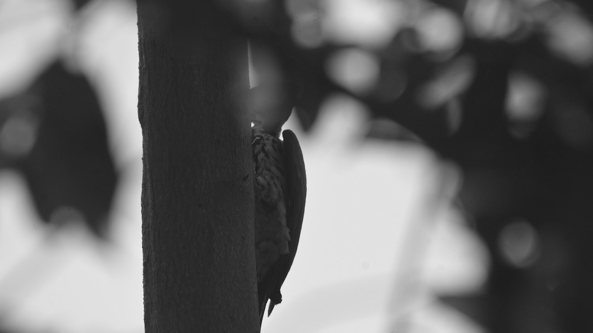 White-naped Woodpecker - ML631082816