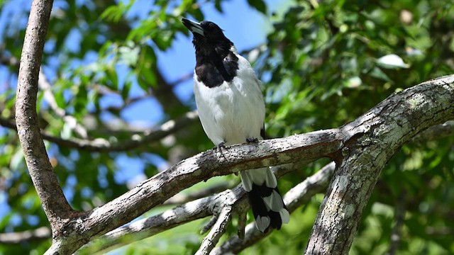 Pied Butcherbird - ML631082843