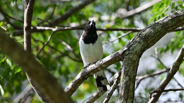 Pied Butcherbird - ML631082846