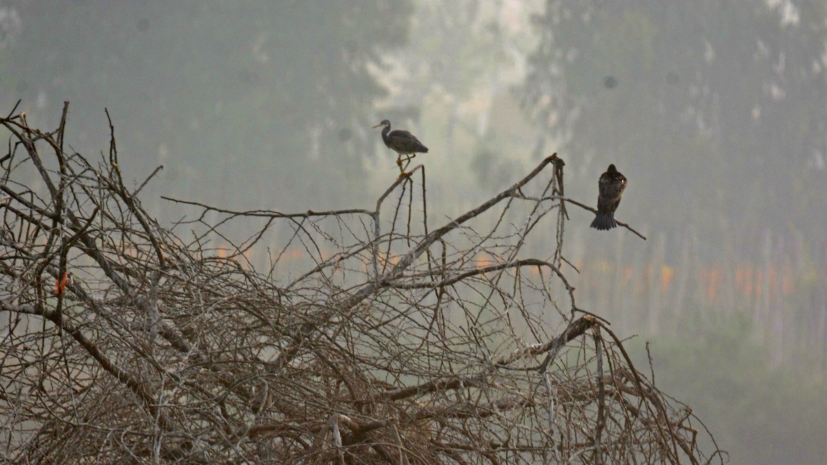 Western Reef-Heron - ML631082848