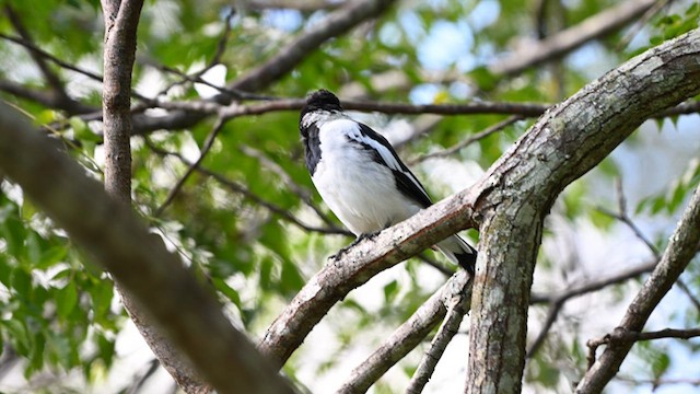 Pied Butcherbird - ML631082849
