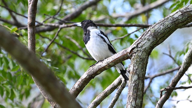 Pied Butcherbird - ML631082851