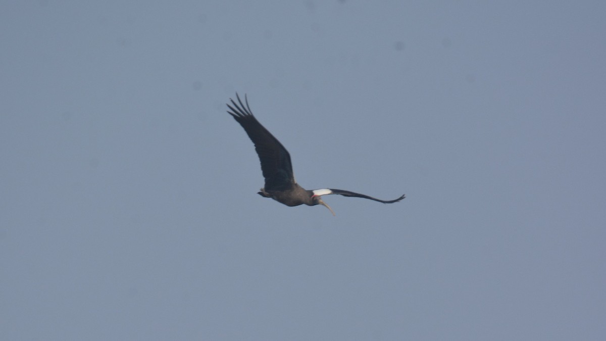 Red-naped Ibis - ML631082924