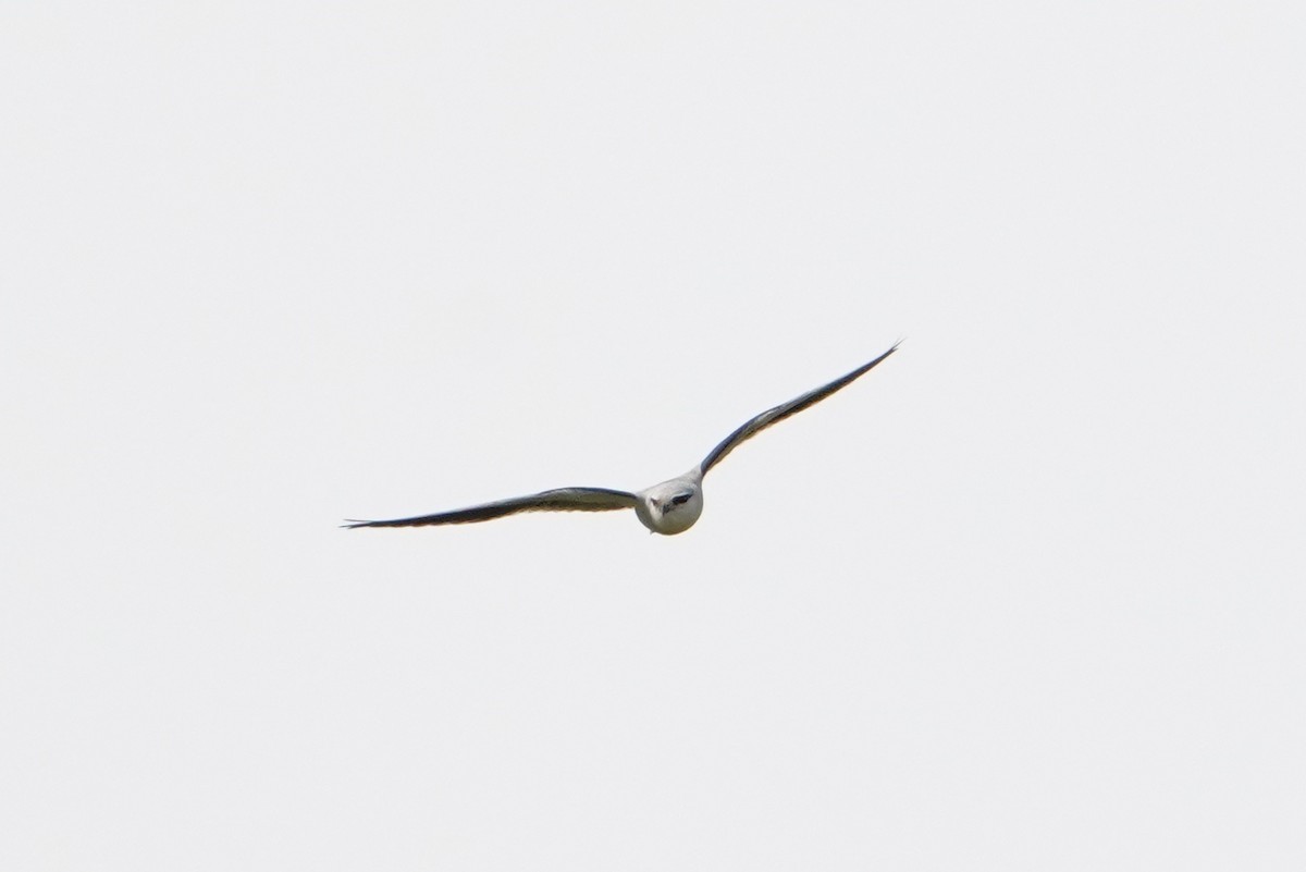 Black-winged Kite - ML631083083