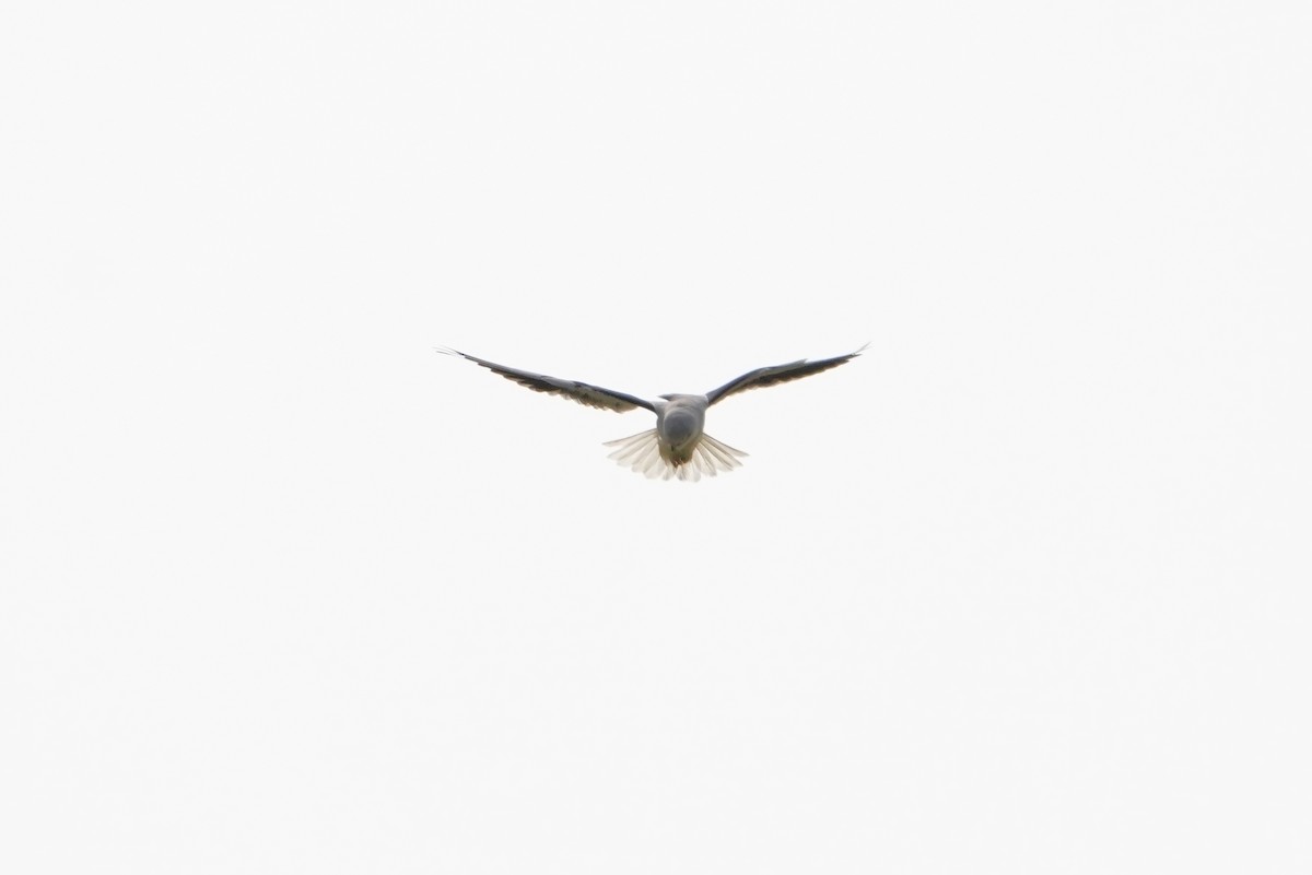 Black-winged Kite - ML631083084