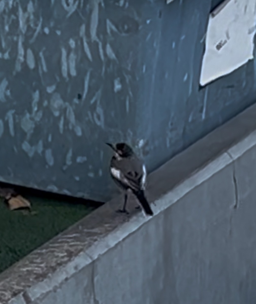 White Wagtail (Black-backed) - ML631083233