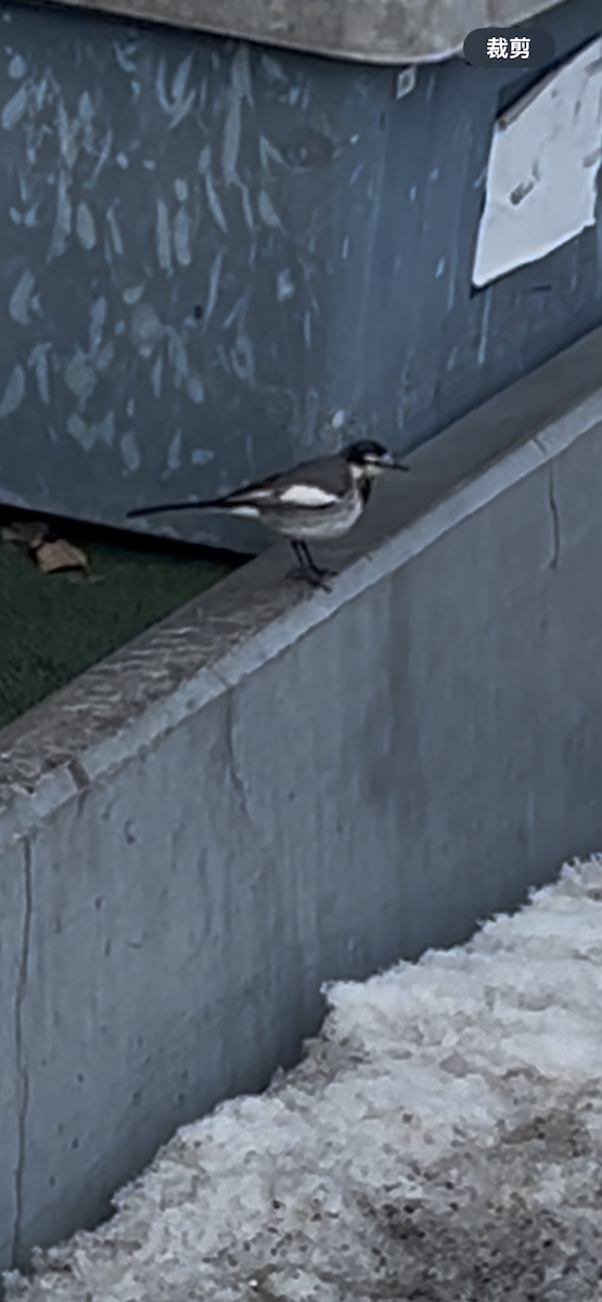 White Wagtail (Black-backed) - ML631083235