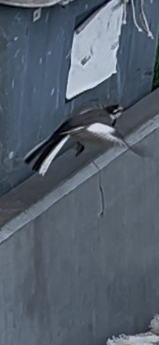 White Wagtail (Black-backed) - ML631083283