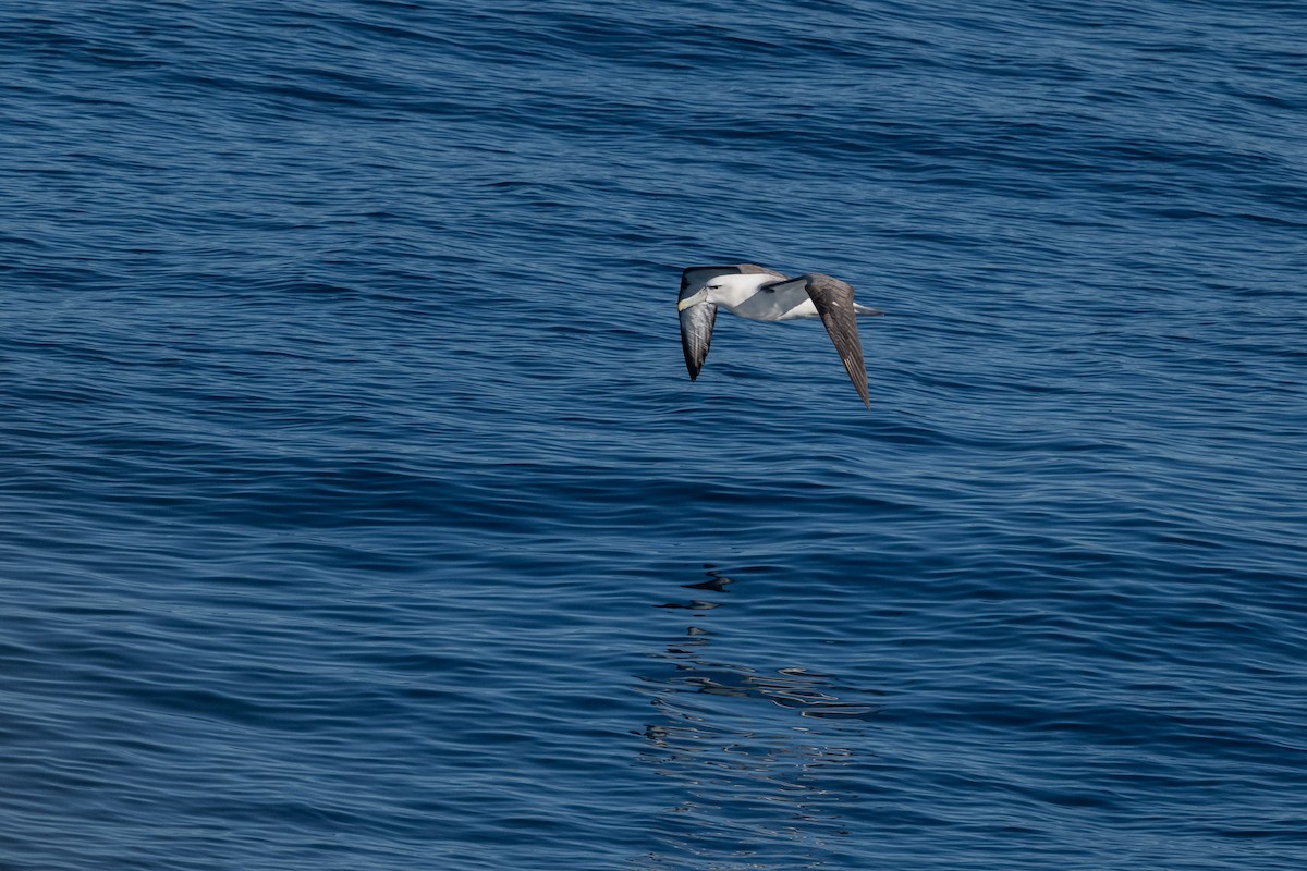 White-capped Albatross - ML631083305