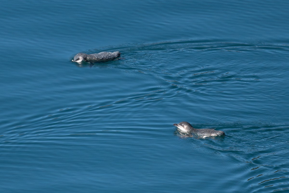 Little Penguin - ML631083316