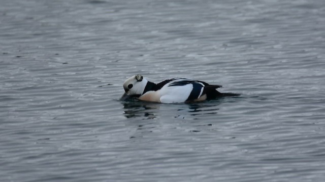 Steller's Eider - ML631083585