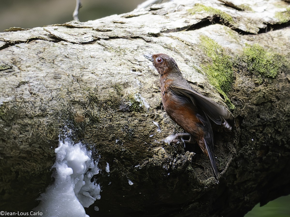 Chestnut-breasted Nigrita - ML631083705