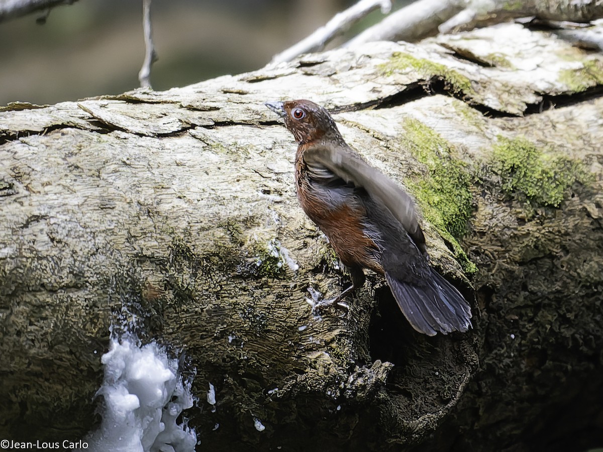 Chestnut-breasted Nigrita - ML631083706