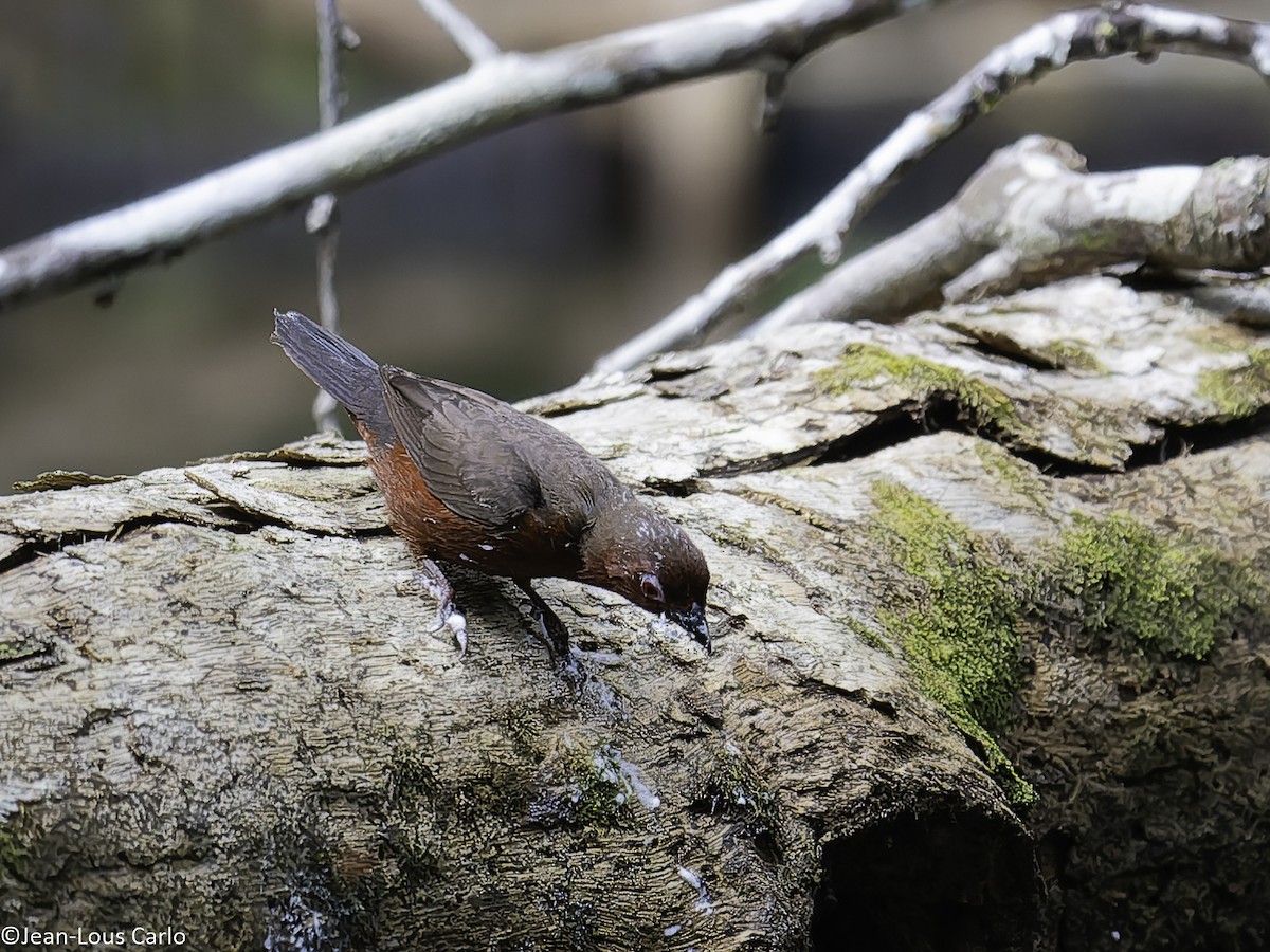 Chestnut-breasted Nigrita - ML631083795