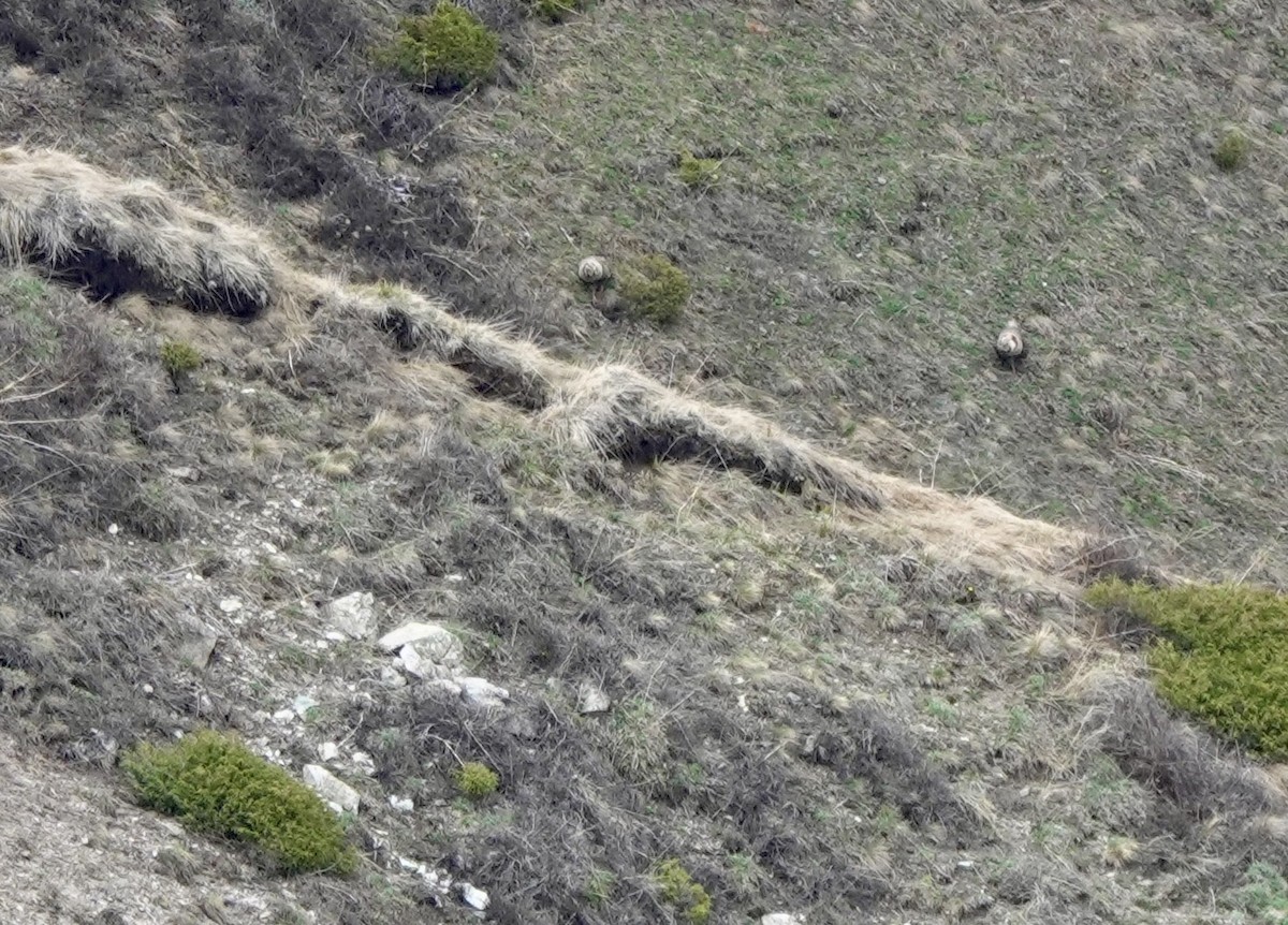 Himalayan Snowcock - ML631083823