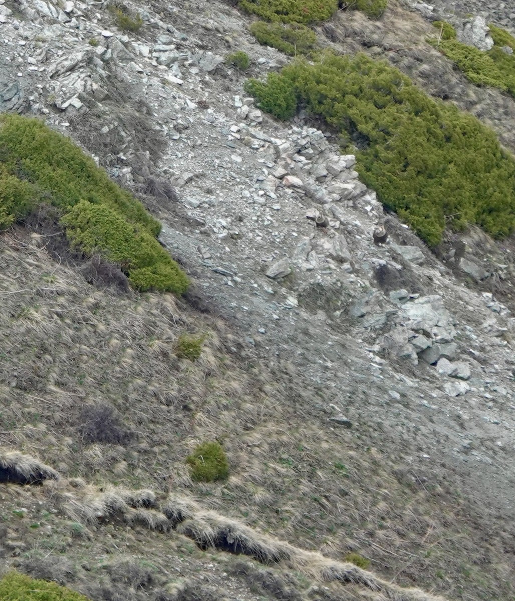 Himalayan Snowcock - ML631083824