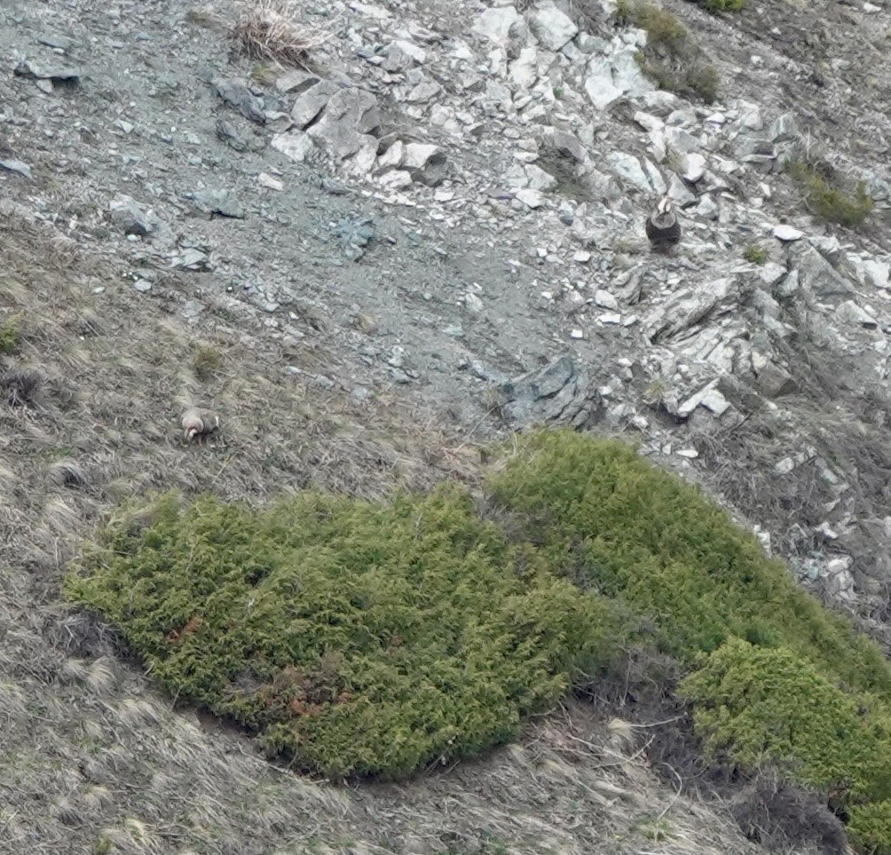 Himalayan Snowcock - ML631083825