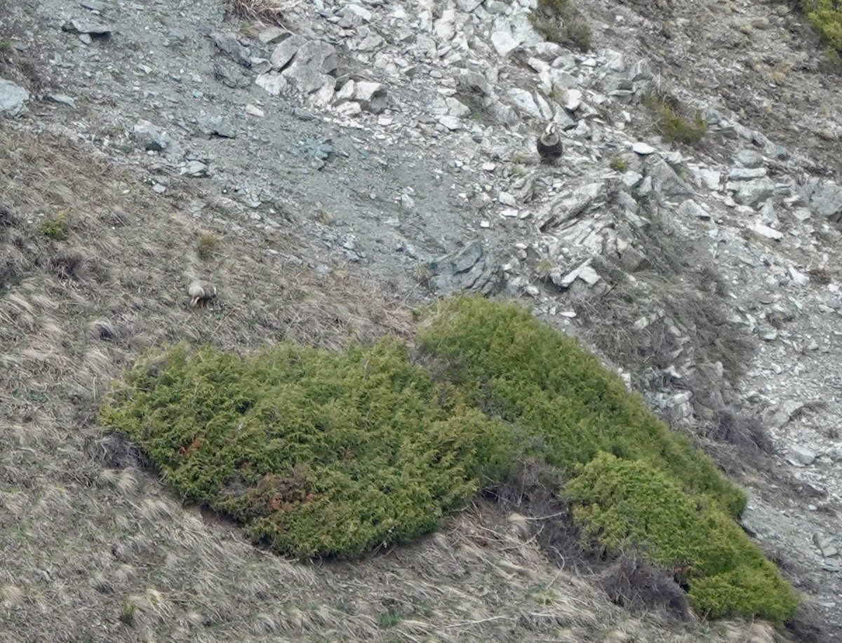 Himalayan Snowcock - ML631083826