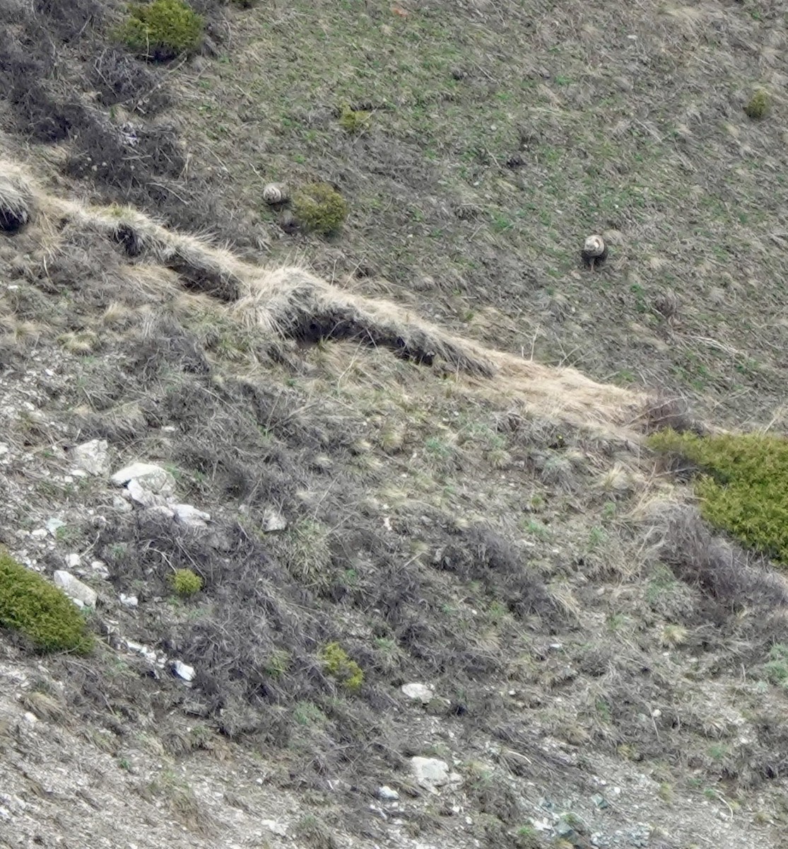 Himalayan Snowcock - ML631083827