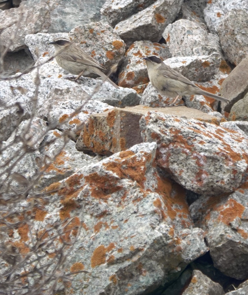 Acentor Pardo - ML631083858