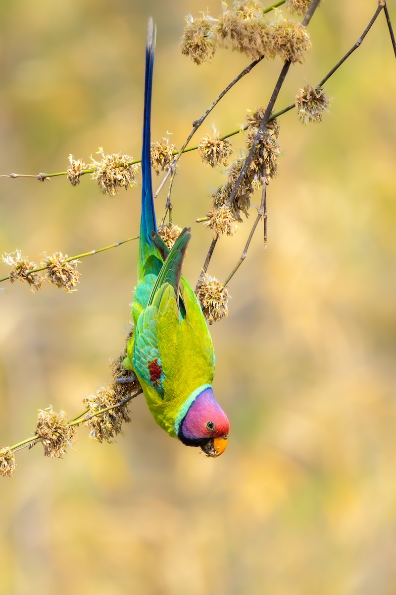 Plum-headed Parakeet - ML631084167