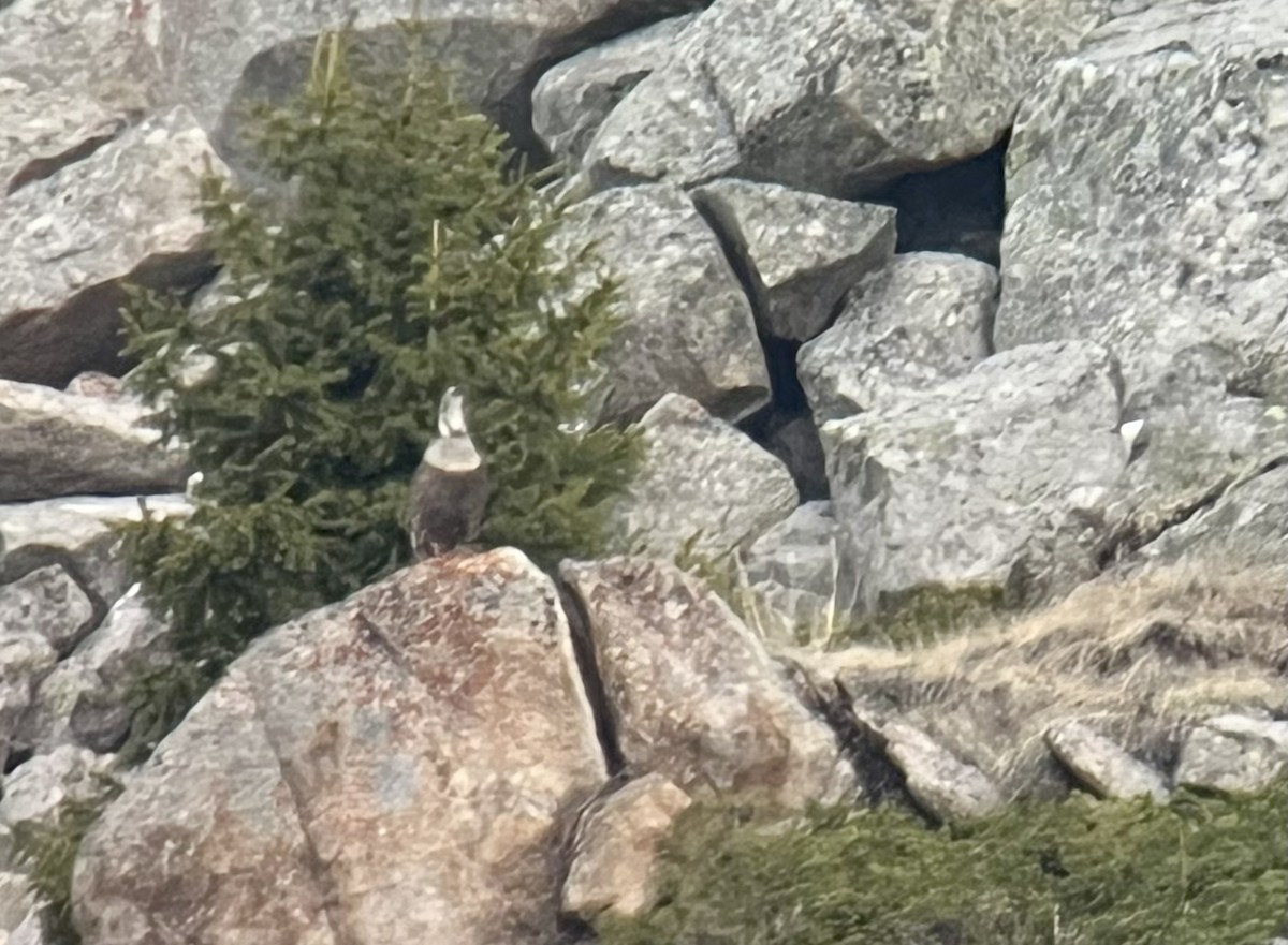 Himalayan Snowcock - ML631084186