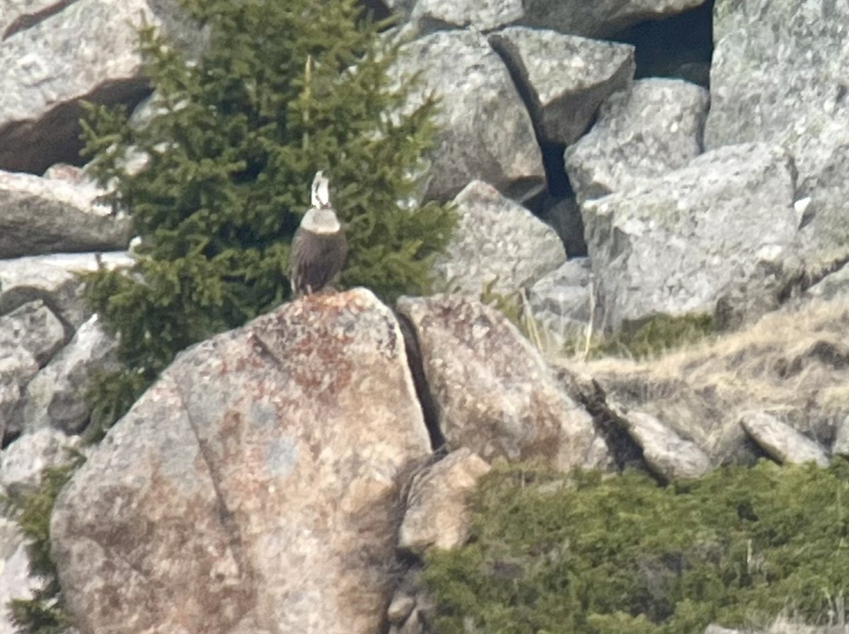 Himalayan Snowcock - ML631084187