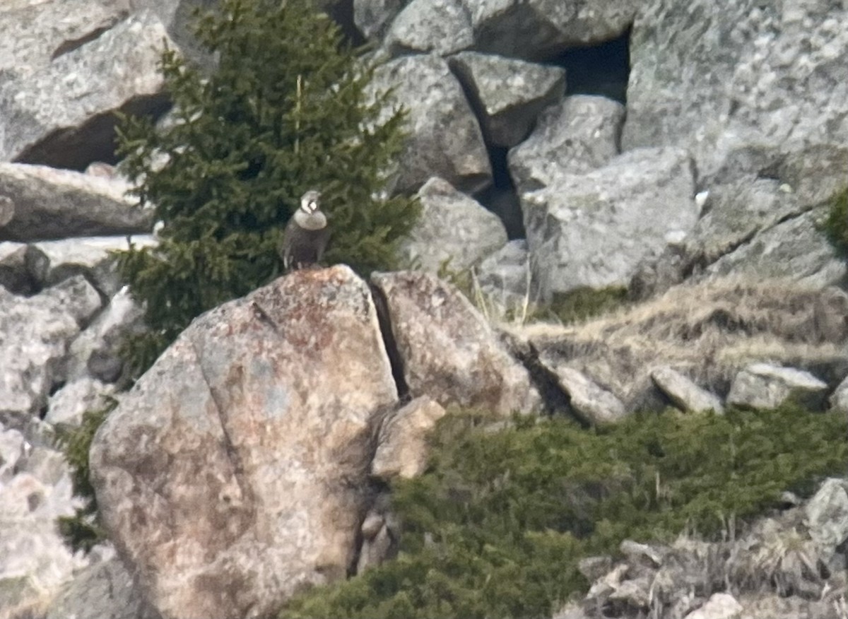 Himalayan Snowcock - ML631084188