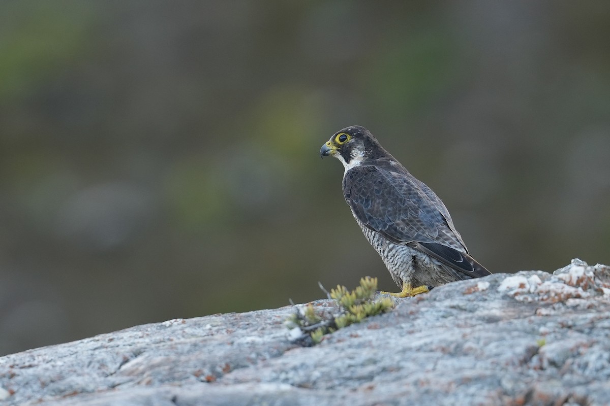 Peregrine Falcon (African) - ML631084415