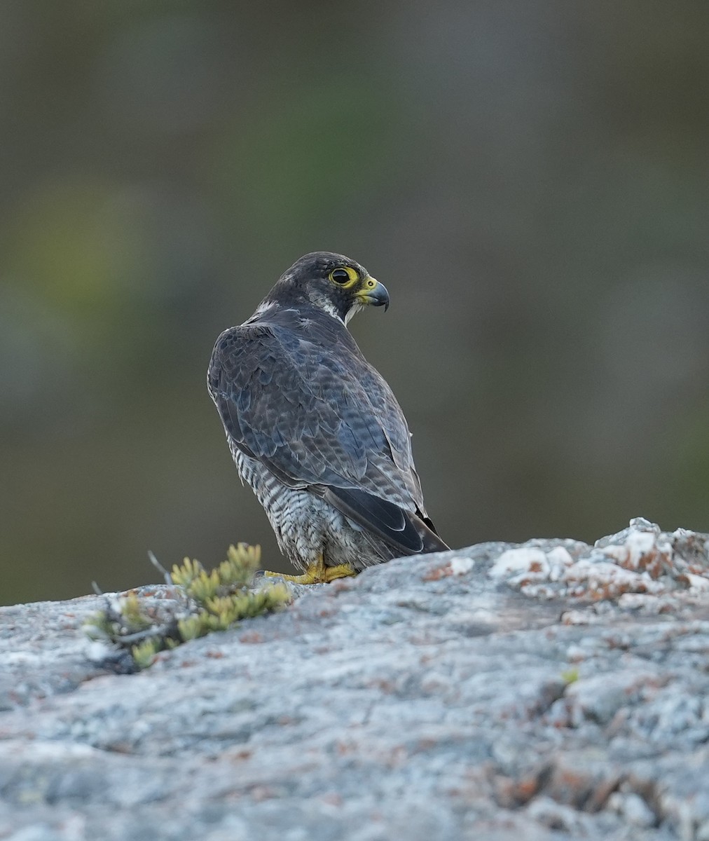 Peregrine Falcon (African) - ML631084416