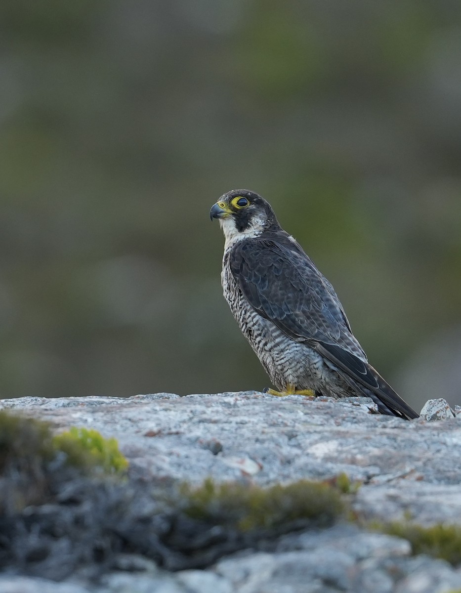 Peregrine Falcon (African) - ML631084431