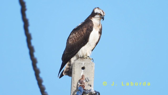 Falco pescatore - ML631084436