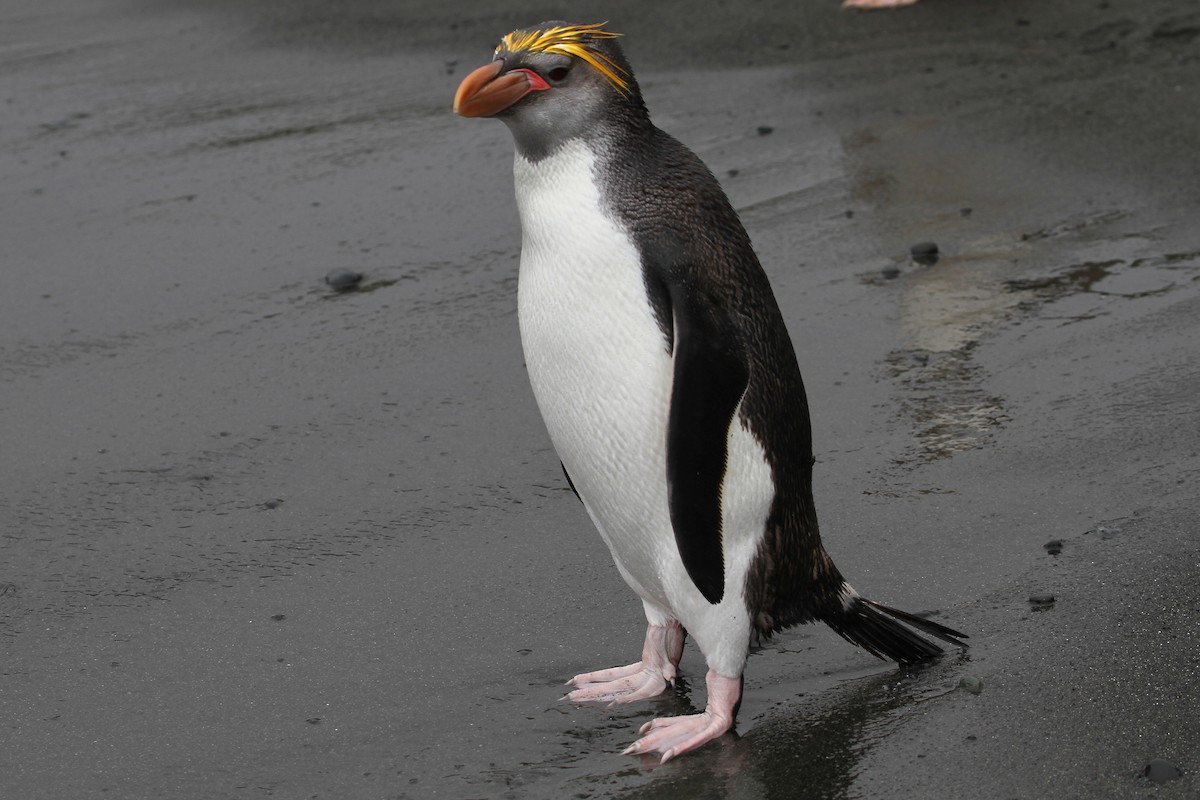 Royal Penguin - ML631084574