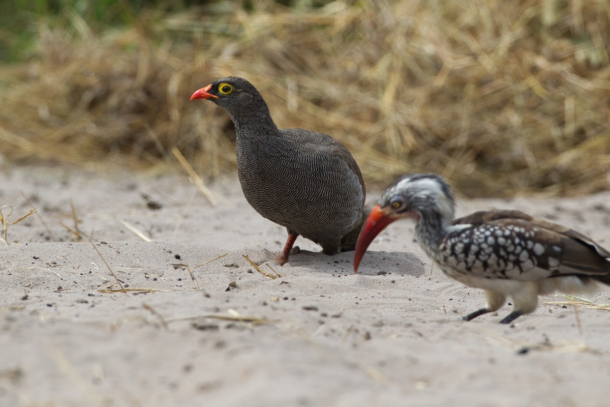 Red-billed Spurfowl - ML631084738