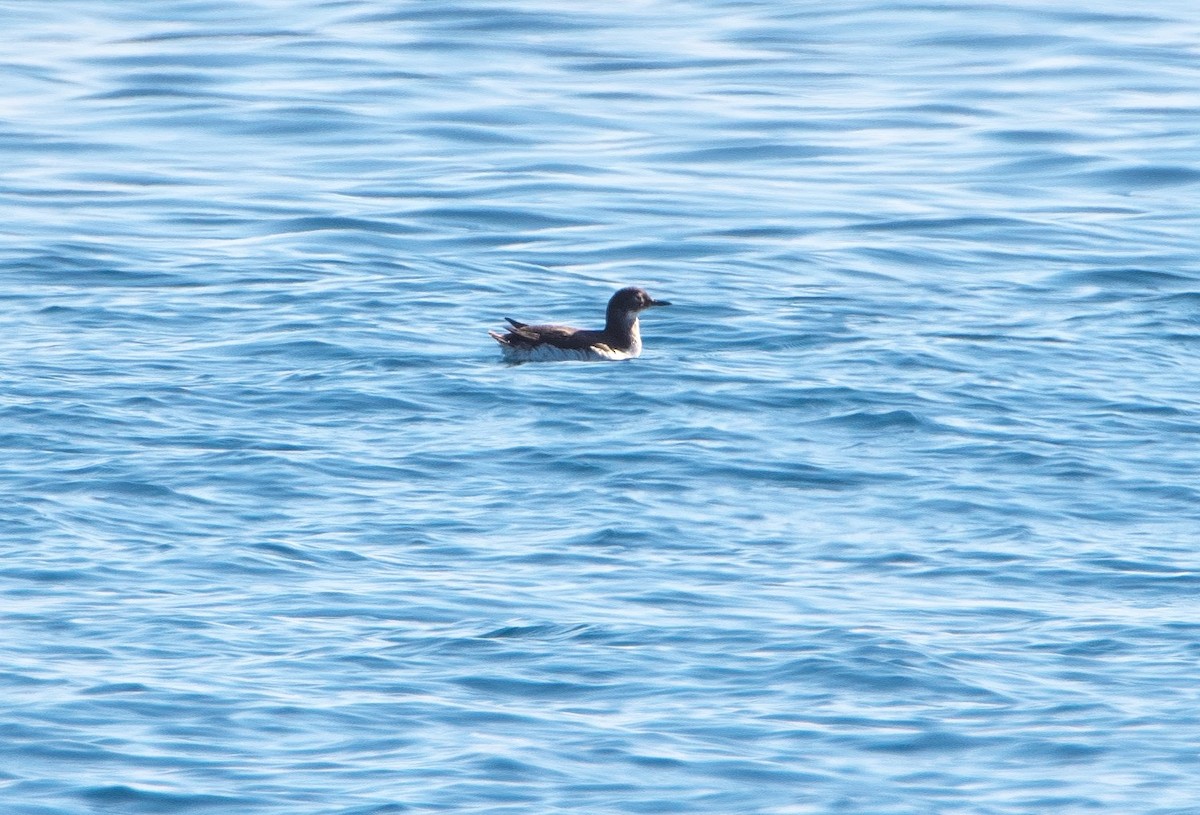 Spectacled Guillemot - ML631084745