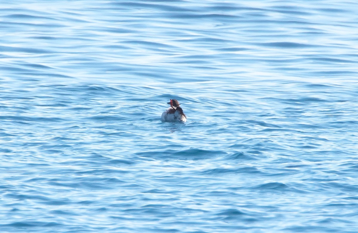 Spectacled Guillemot - ML631084748