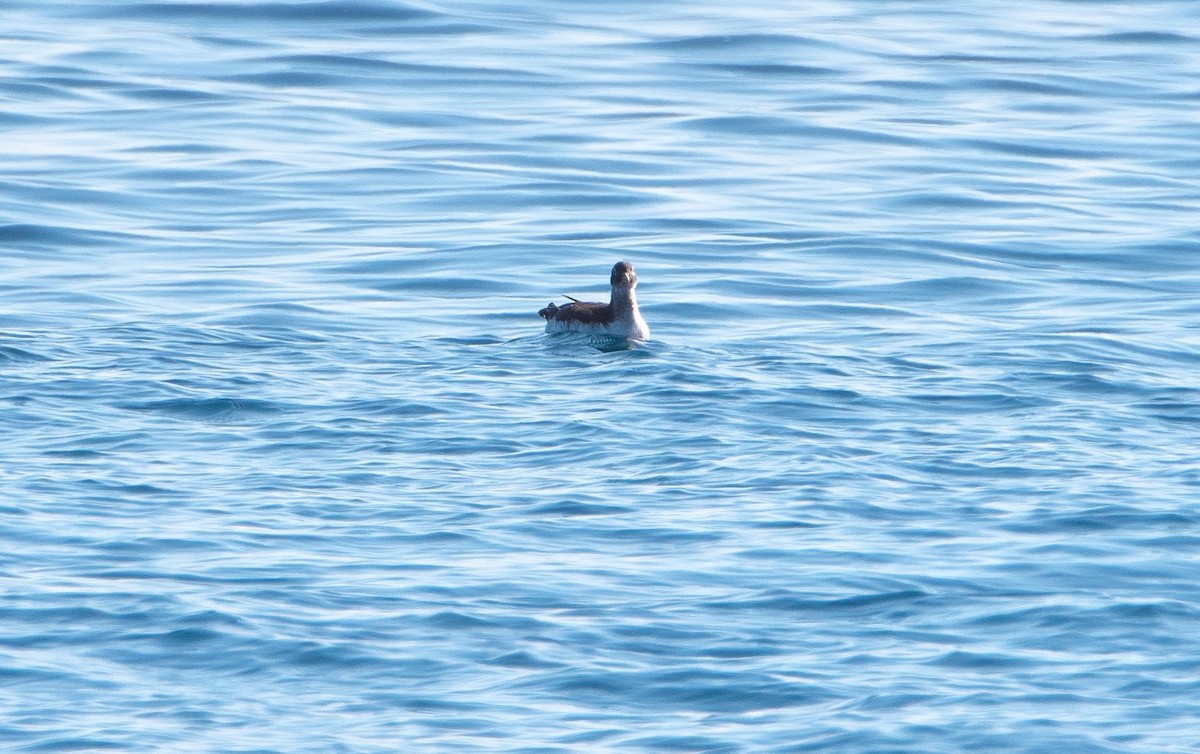 Spectacled Guillemot - ML631084749