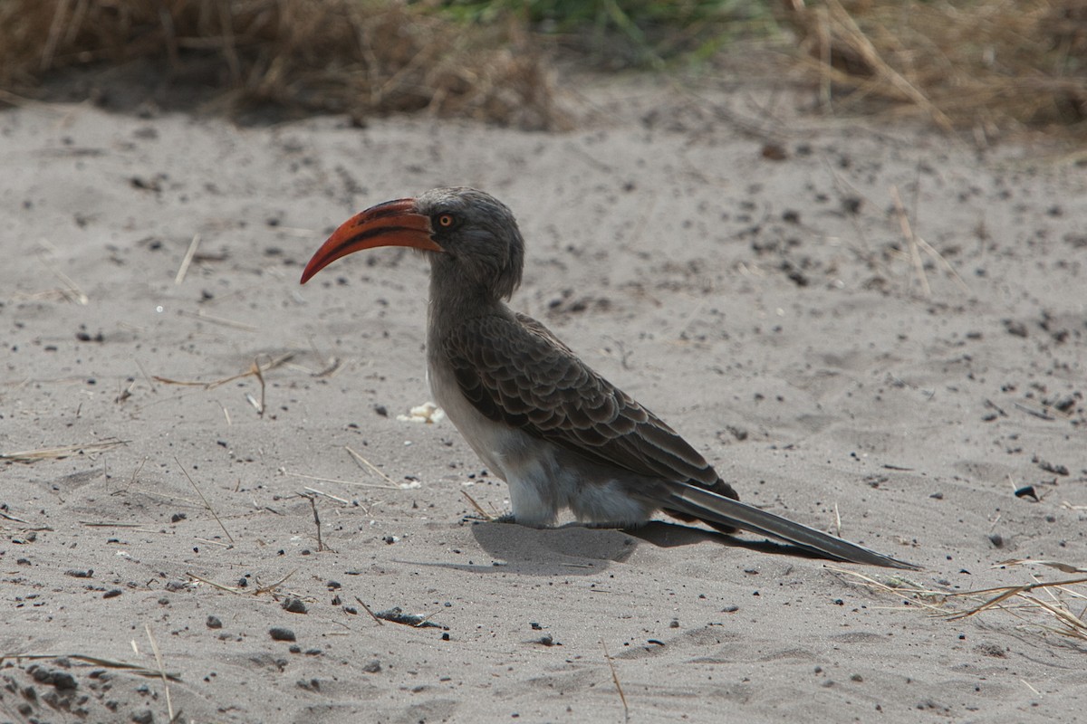 Bradfield's Hornbill - ML631084760
