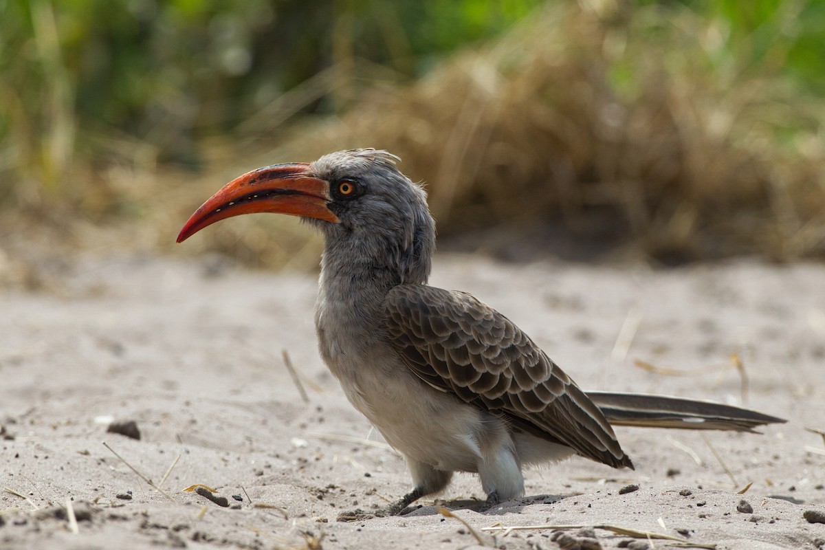 Bradfield's Hornbill - ML631084761