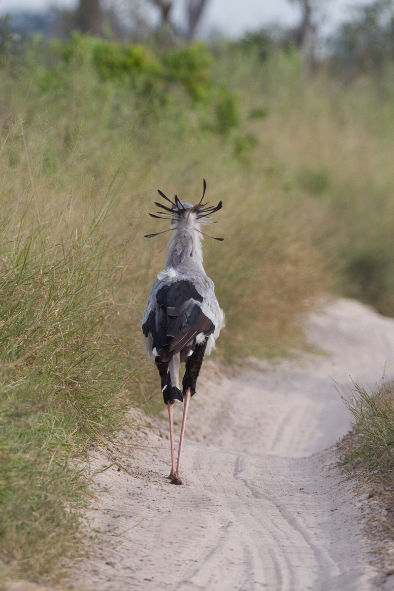 Secretarybird - ML631084762