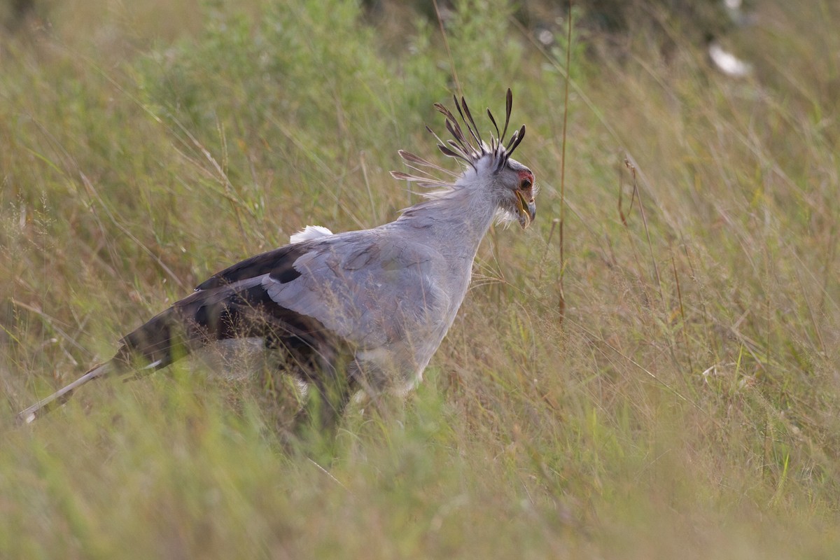 Secretarybird - ML631084763