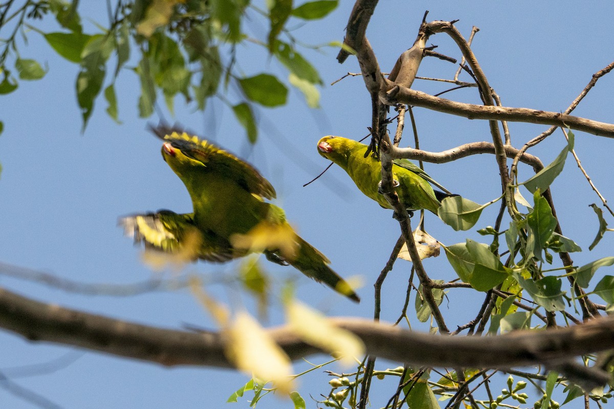 Olive-headed Lorikeet - ML631084830