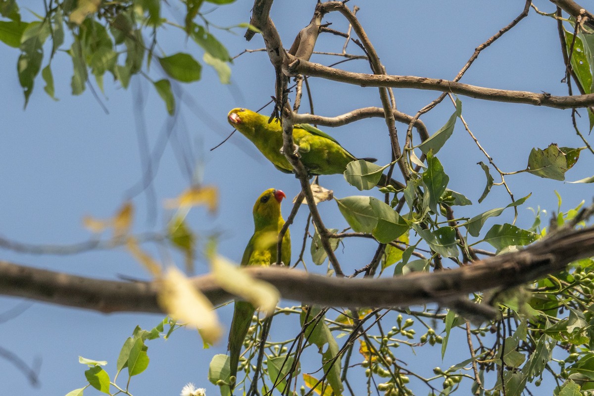 Olive-headed Lorikeet - ML631084831