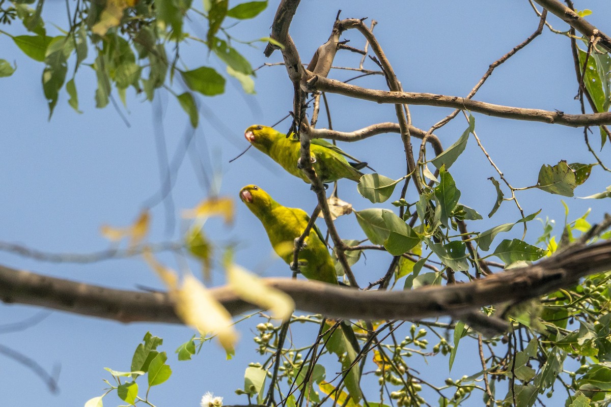 Olive-headed Lorikeet - ML631084832