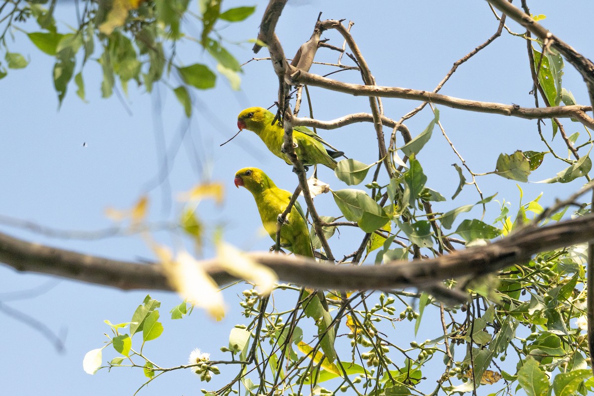 Olive-headed Lorikeet - ML631084833