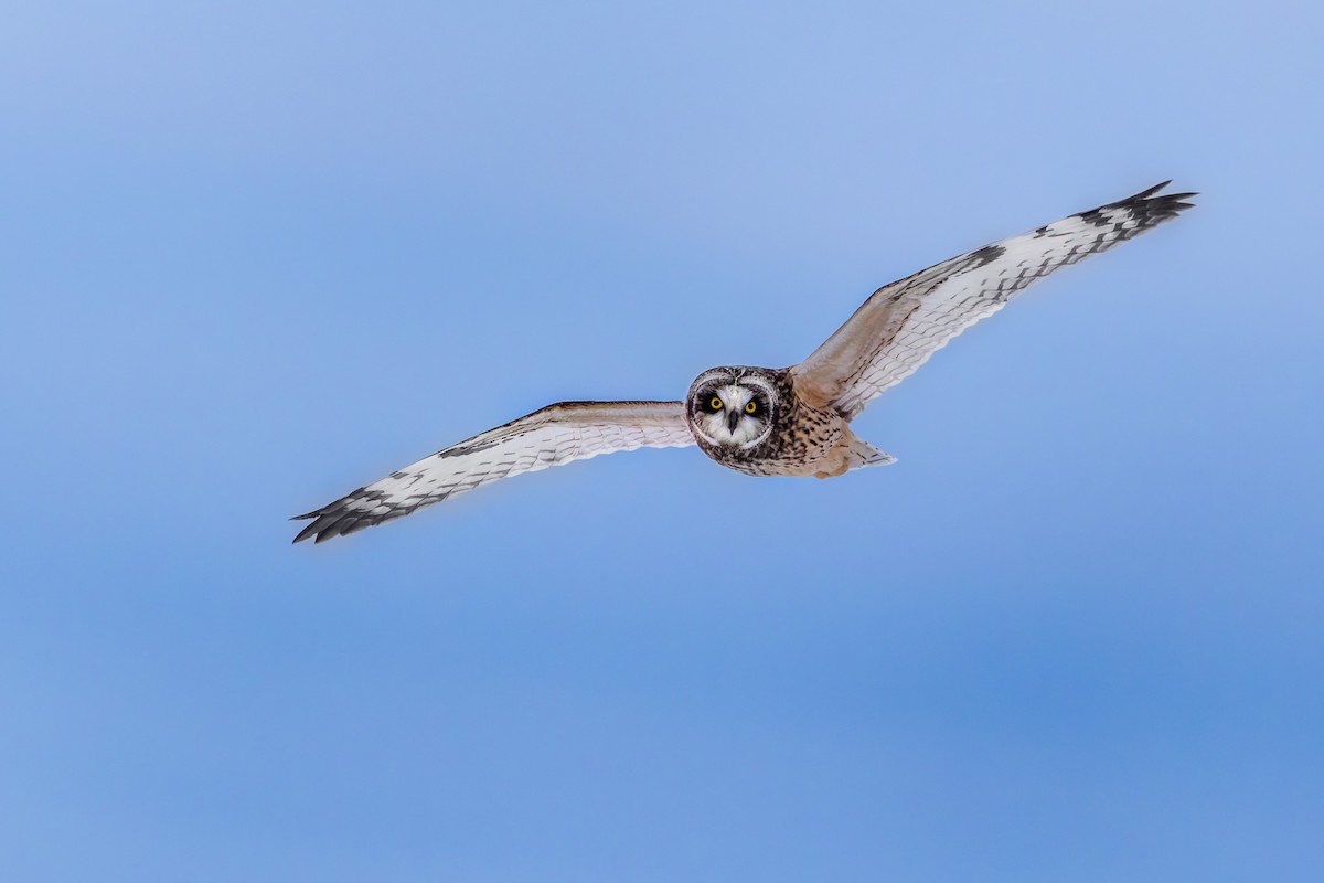 Short-eared Owl - Brad Reinhardt